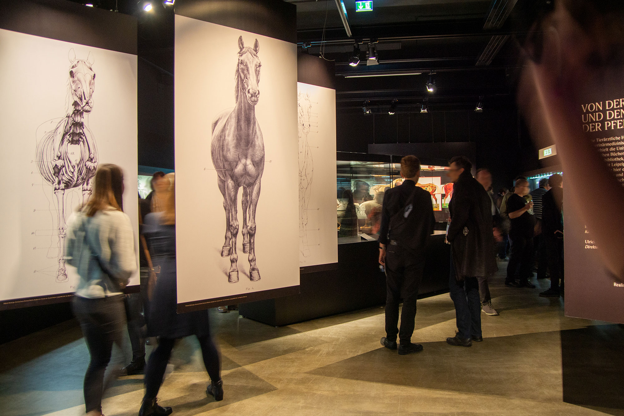 Ausstellung_Pferde